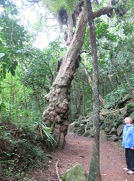 Kerikeri River Track to Wharepuke Falls