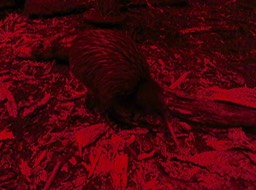 Kiwi (nocturnal bird, hence lighting in enclosure)