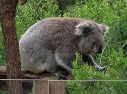 Koala Conservation Centre - Phillips Island, Australia