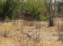 kudu