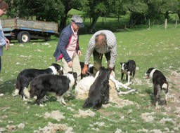 Leault farm sheepdog demo