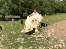 Leault farm sheepdog demo