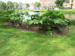 Leiden Univ. Botanical Gardens - 6