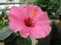 Leiden Univ. Botanical Gardens - 5
