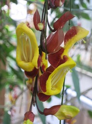 Leiden Univ., Botanical gardens - 2