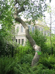 Leiden Univ. Botanical Gardens - 7
