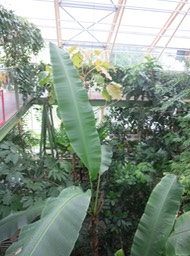 Leiden Univ. Botanical Gardens