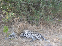 leopard resting after a meal
