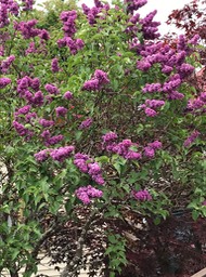 lilacs grow well here