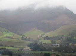 looking out on their vineyards