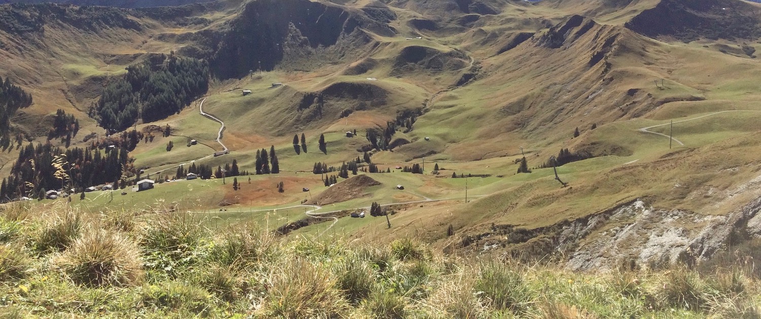 lots of paths down