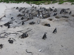 lots of penguins at Boulders Beach