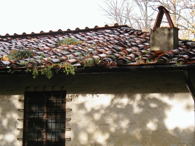 Lucca_tile_roof
