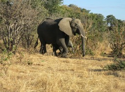 mama elephant and her baby