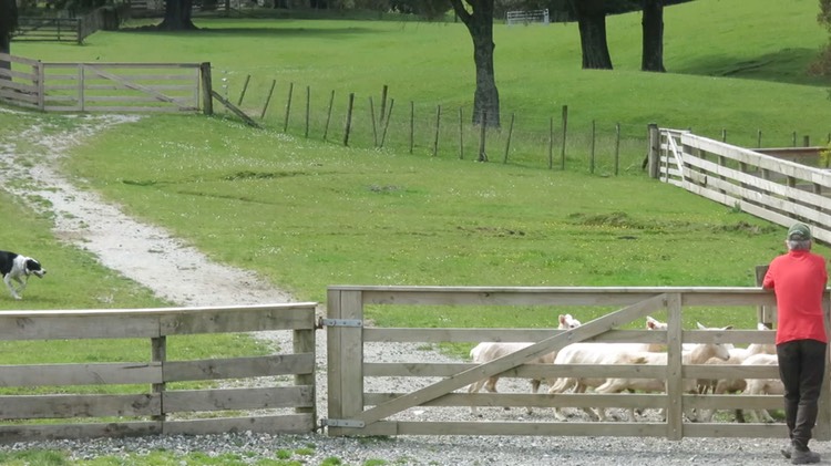 managing-the-sheep-video