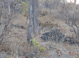 moving through the brush