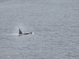 Orca up close