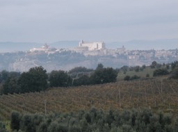 Orvieto_from_vinyard