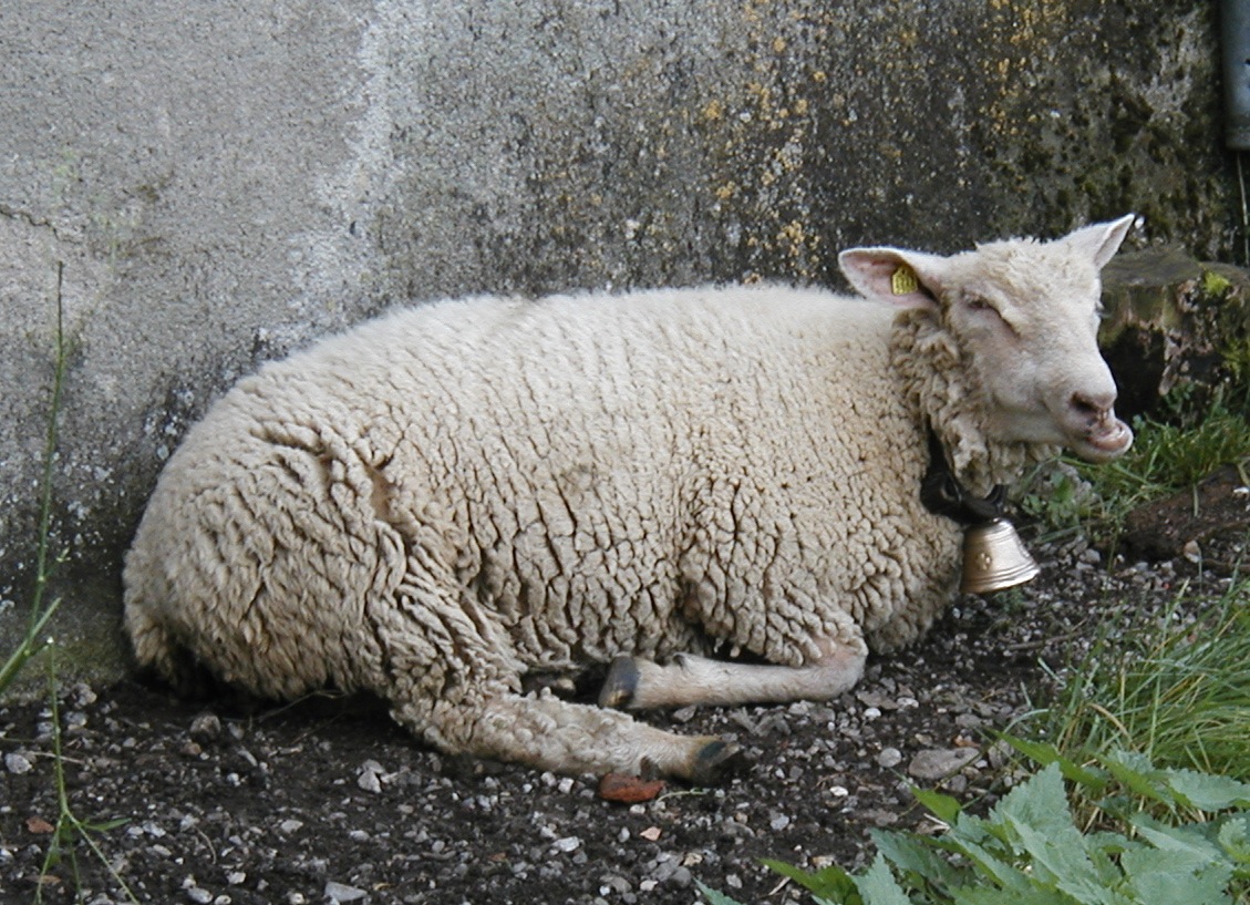 A Gruyeres resident