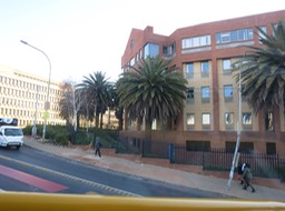 palm trees in Johannesburg