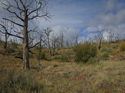 path from Step House (Wetherill Mesa)-2