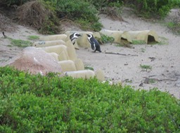 penguins at Boulder's Beach