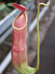 Pitcher plant, Leiden Univ. Botanical Gardens - 3