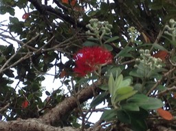 Pohutukawa trees line Russell waterfront; bloom red about Christmas