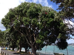 Pohutukawa trees line Russell waterfront; bloom red about Christmas