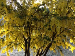 Queenstown flora