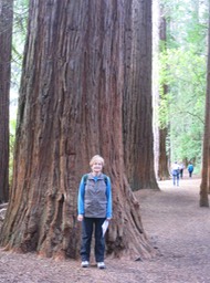 Redwood Forest walk, Rotorua