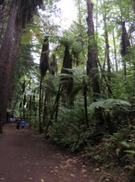 Redwood Forest walk, Rotorua