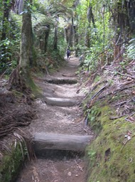 Redwood Forest walk, Rotorua
