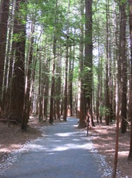 Redwood Forest walk, Rotorua