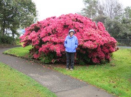 rhododendron bush in Rotorua