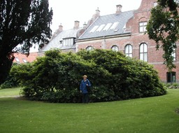 Ribe-4
