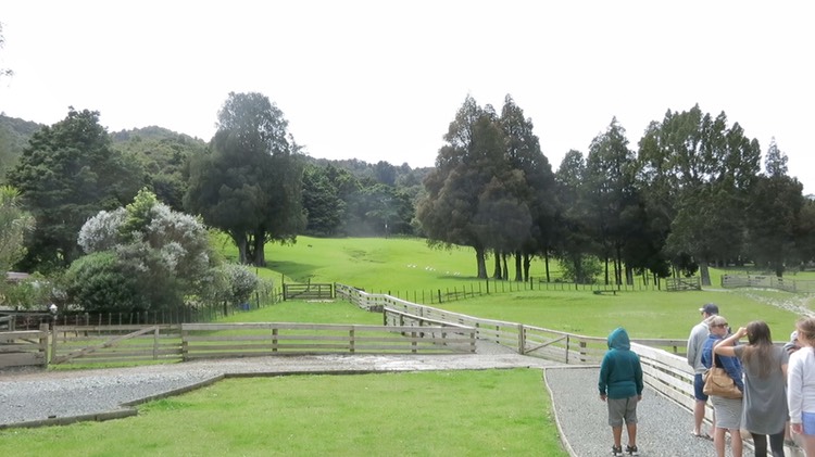 rounding-up-sheep-at-sheep