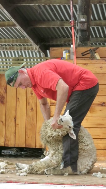 sheep-shearing-video