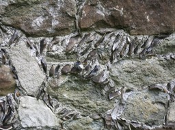 shells embeded in morter at Dover Castle