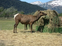 Sitka Black Tailed Deer