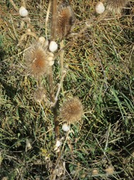 snails on the weeds along the trail