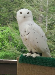 Snowy Owl