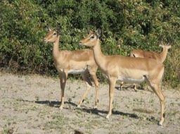 some sleek looking Impala