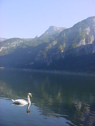 Swan on lake in Hallstatt, Austria
