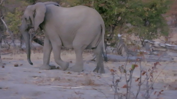 the-big-matriarch-brings-up