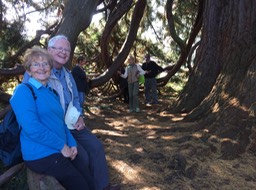 the tree is big enough to hide people!