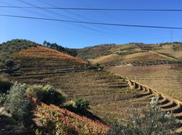 the winery we visited in the Douro Valley (7)