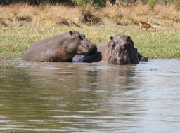 to hippos chatting