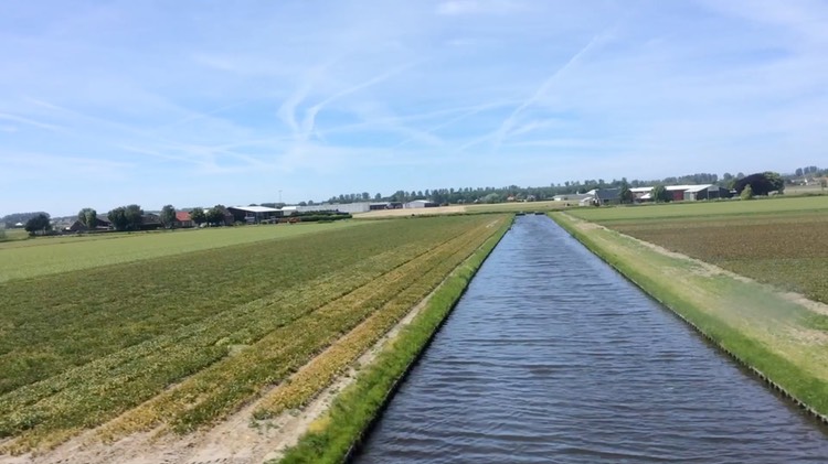 tulip-fields-from-train-