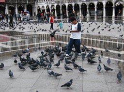 Venice_st_marks_pigeons